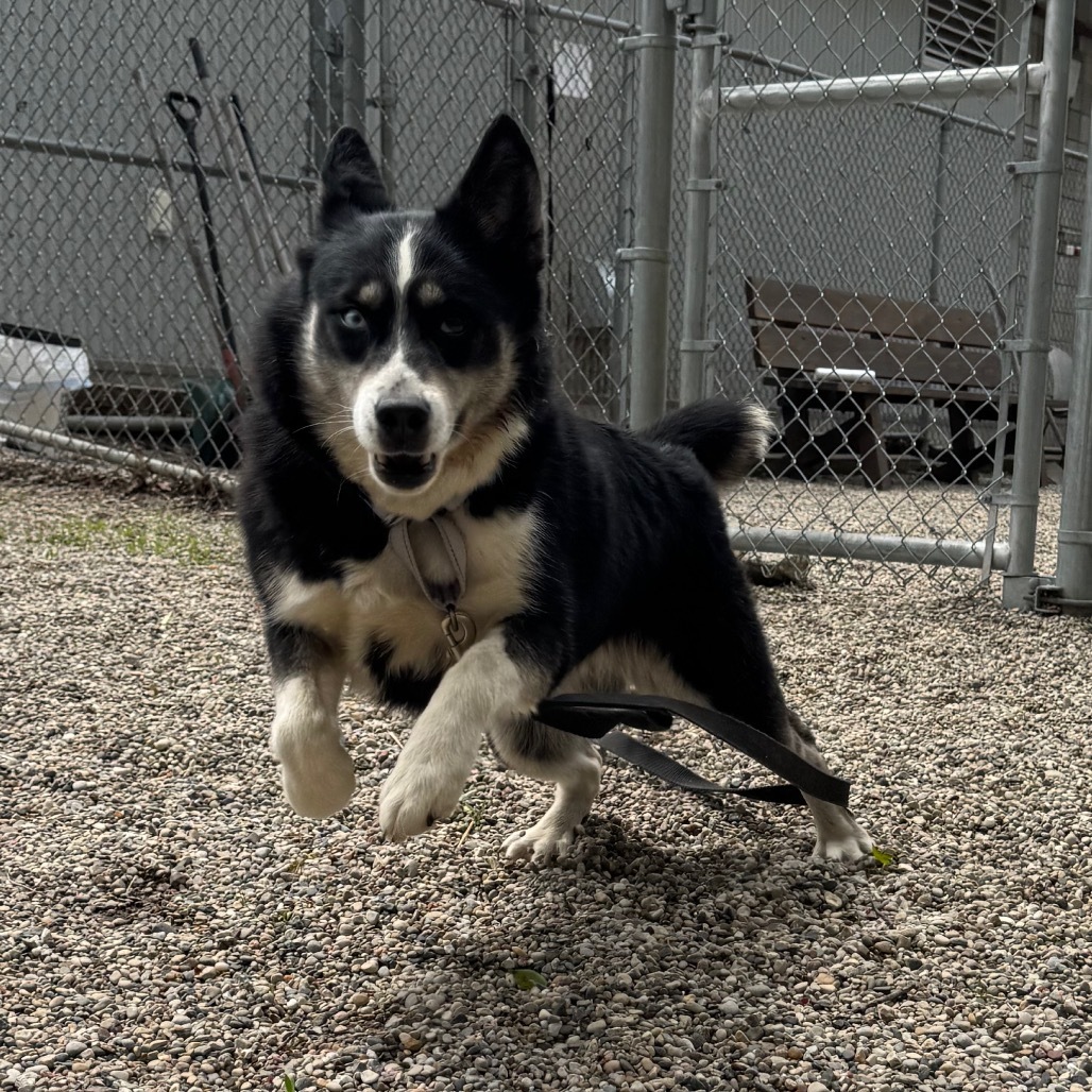 Nova