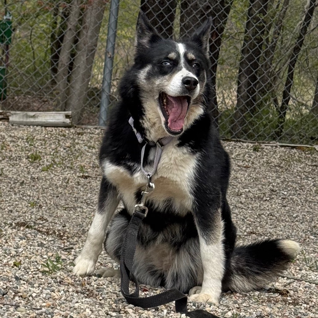 Nova
