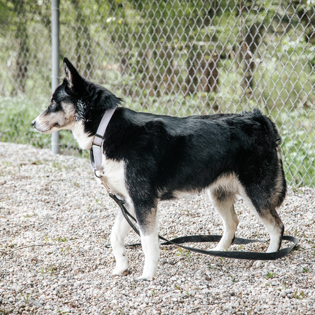Nova