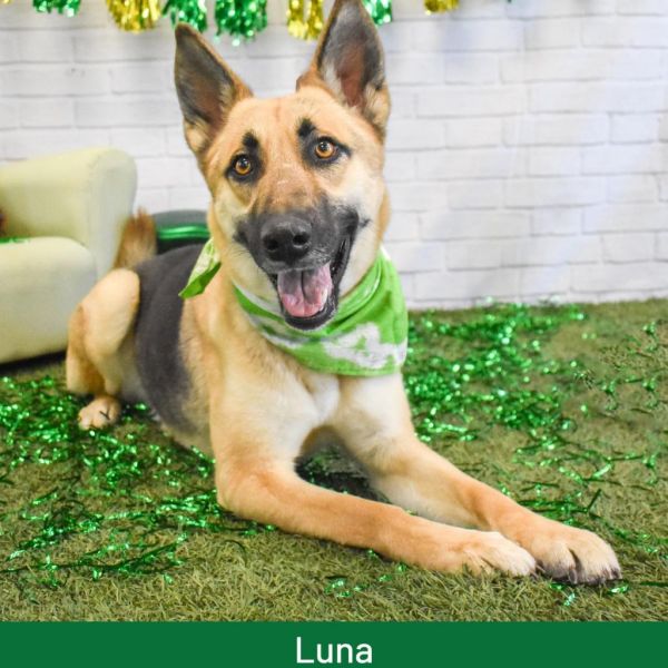Luna thumbnail 3