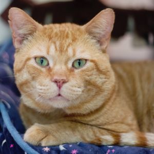 Limp Biskett, Adult Male Domestic Short Hair