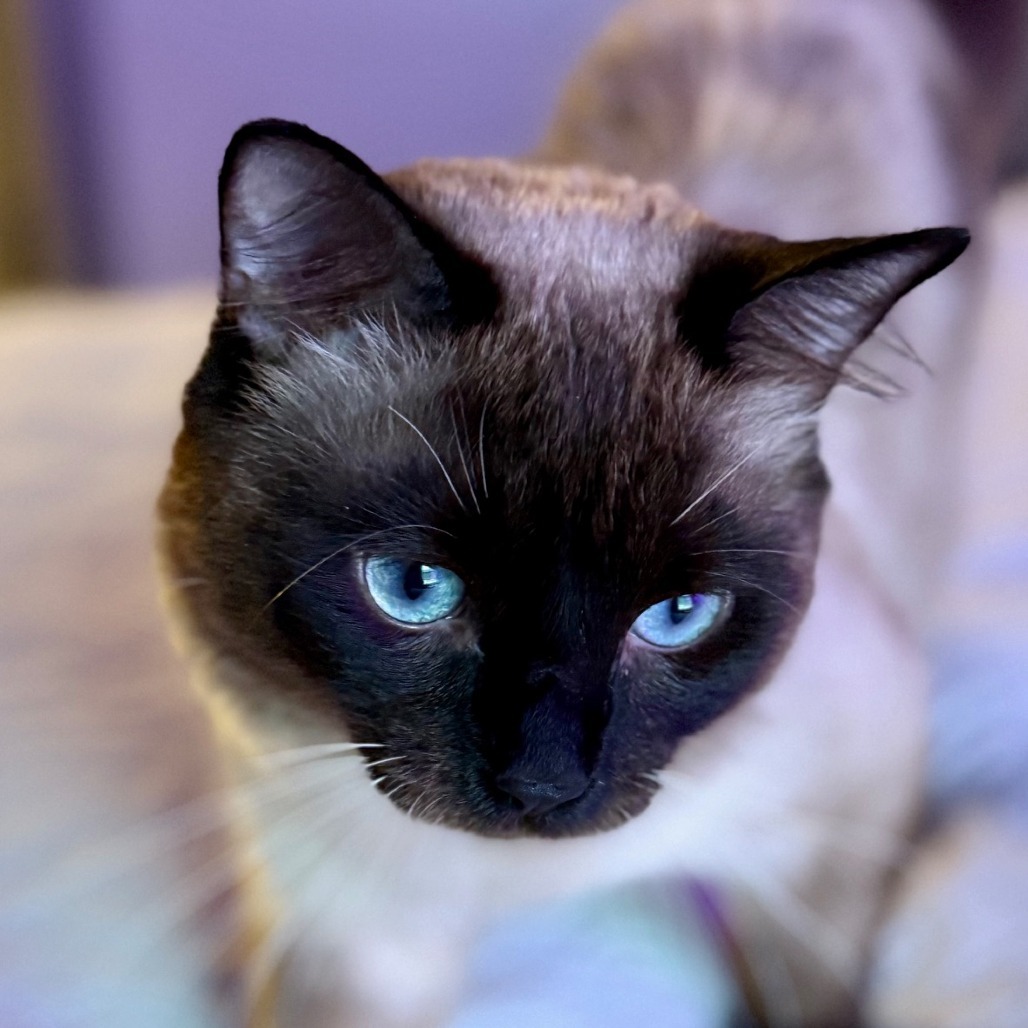 Lupin