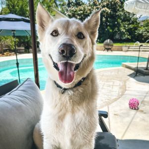 Blaze, Adult Male Husky