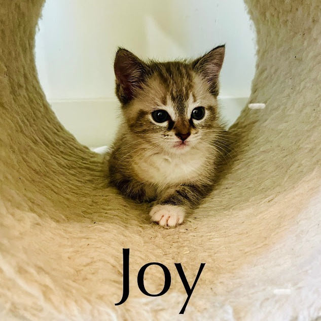 Joy (Kitten 1)