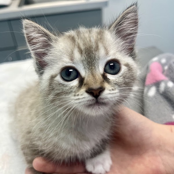 Joy (Kitten 1)