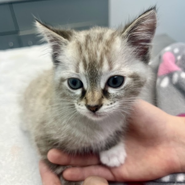 Joy (Kitten 1)