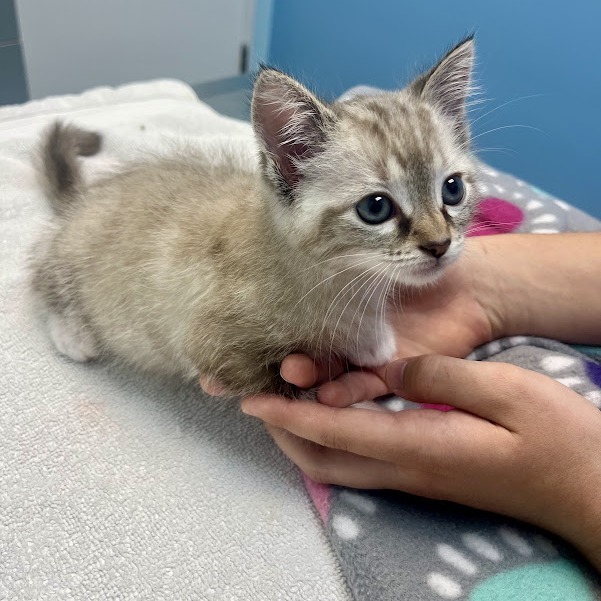 Joy (Kitten 1)