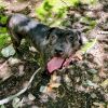 Artemis photo 1