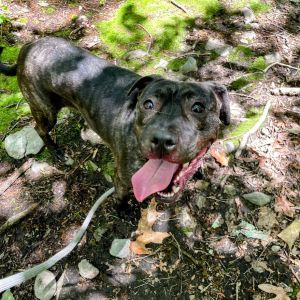 Artemis, Adult Female Pit Bull Terrier