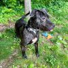 Artemis photo 5