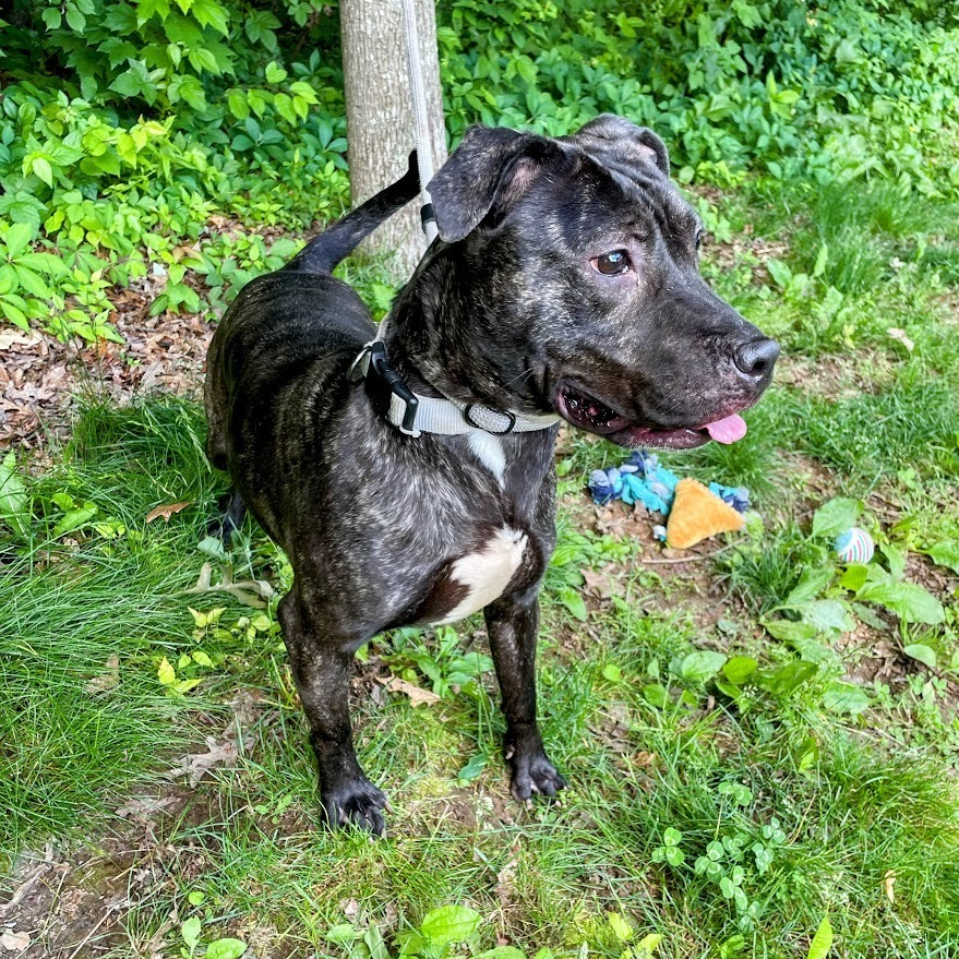 Artemis