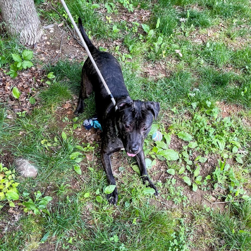 Artemis