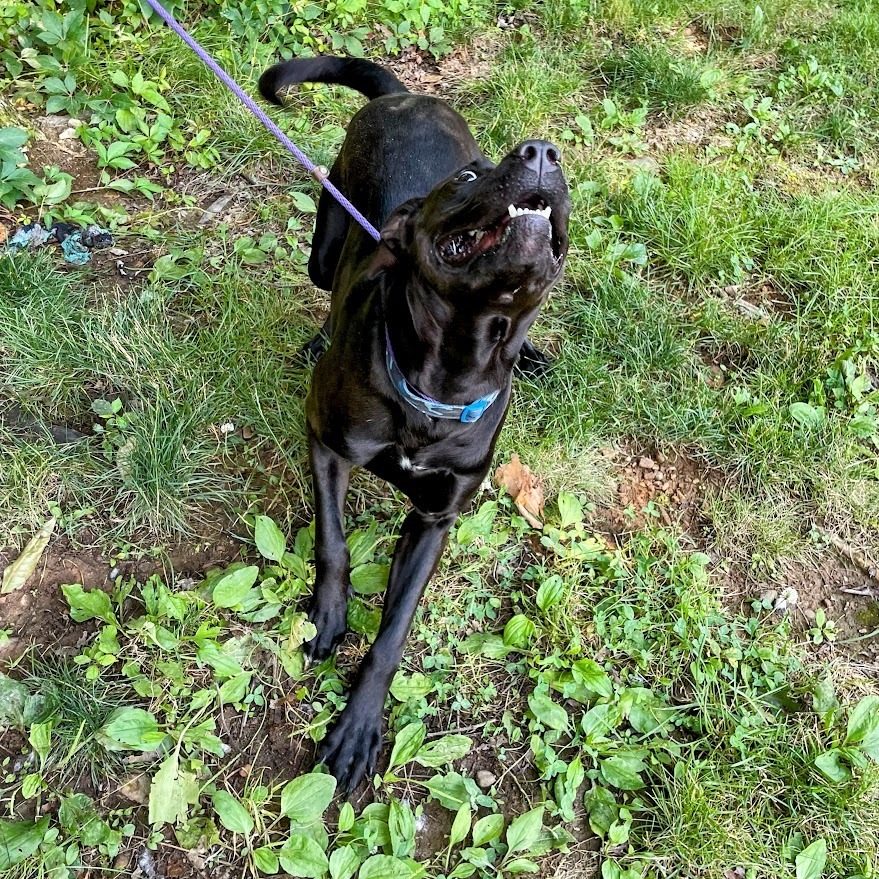 Moose