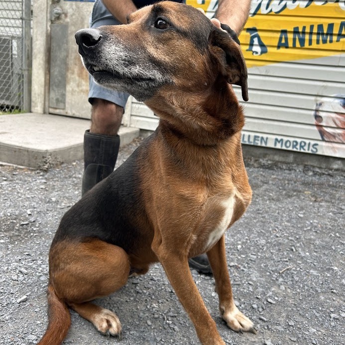 Cujo