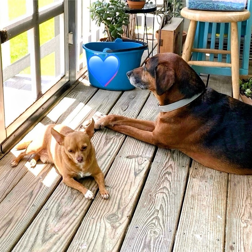 Cujo