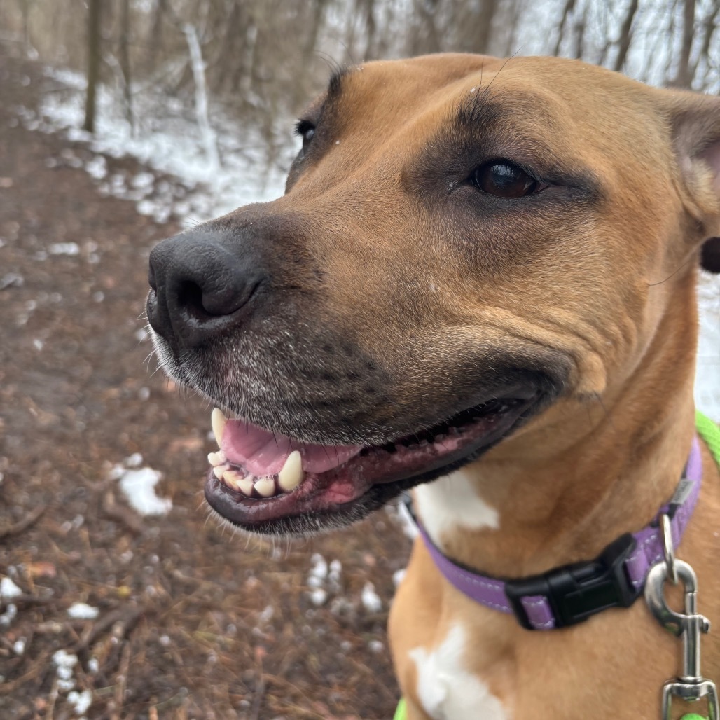 Luna Brown