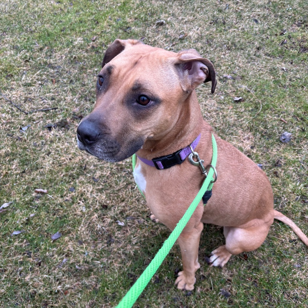 Luna Brown