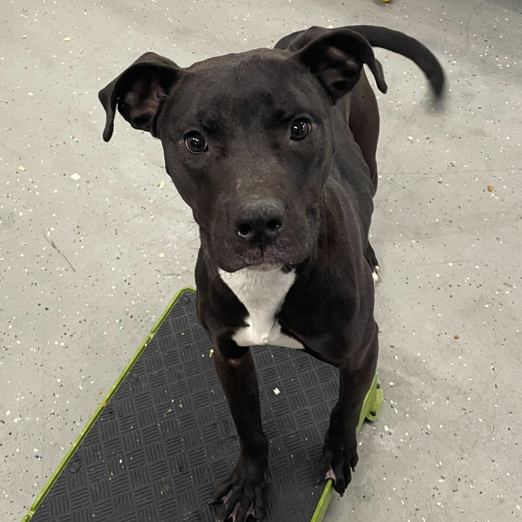 Zuko