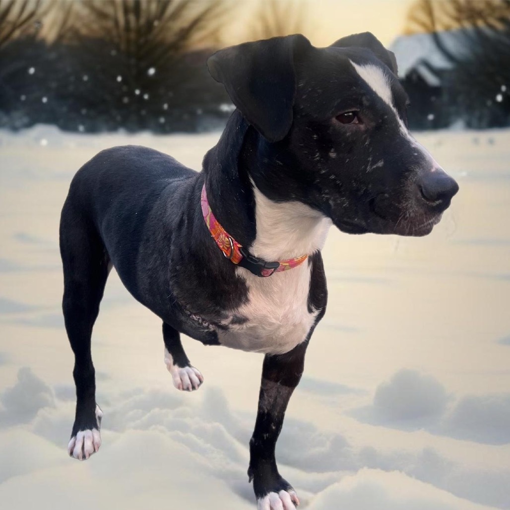 Stella