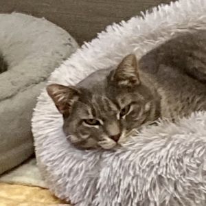 Bella, Adult Female Domestic Short Hair
