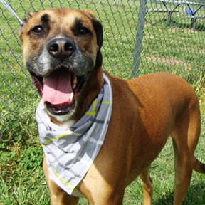 Roscoe thumbnail 1