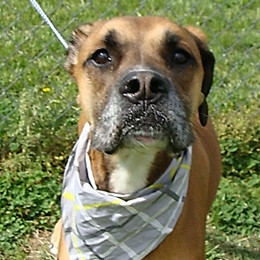 Roscoe thumbnail 2