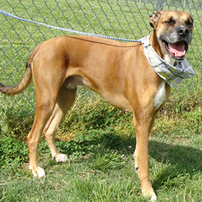 Roscoe thumbnail 3