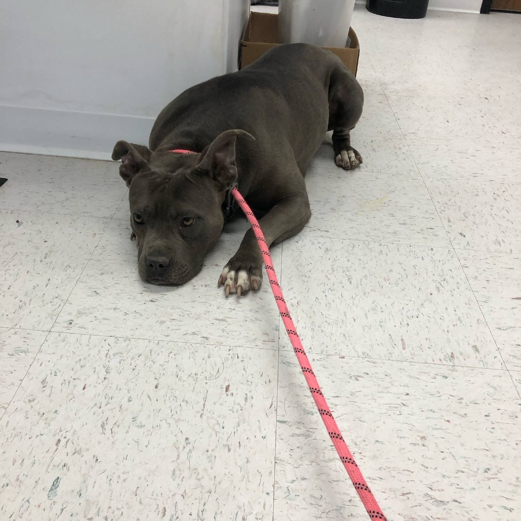 Hippo, an adoptable Pit Bull Terrier in Garden City, KS, 67846 | Photo Image 1