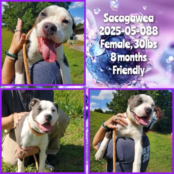 -- Sacagawea thumbnail 1
