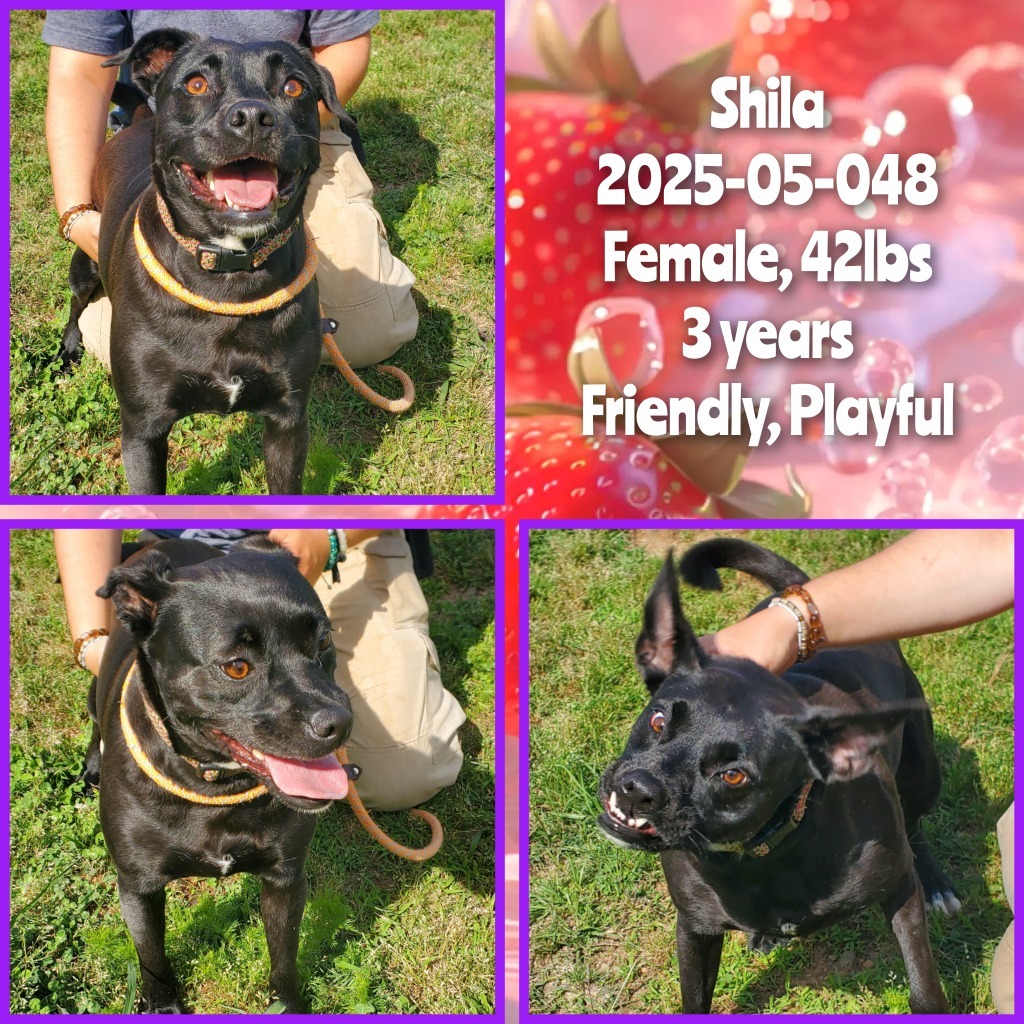 2025-05-048 *Shila*