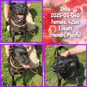 2025-05-048 *Shila*, Adult Female Terrier