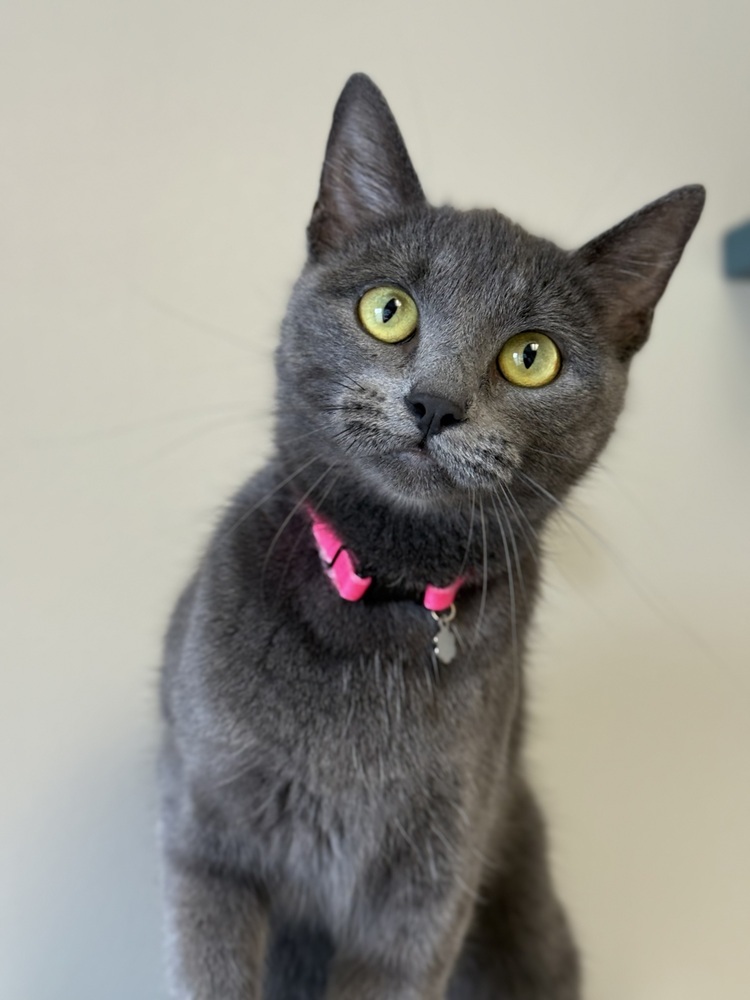Kinx, an adoptable Domestic Short Hair in Bemidji, MN, 56601 | Photo Image 1