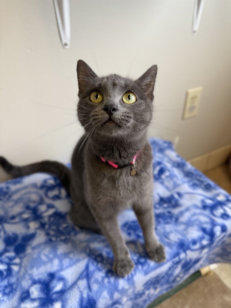 Kinx, an adoptable Domestic Short Hair in Bemidji, MN, 56601 | Photo Image 2