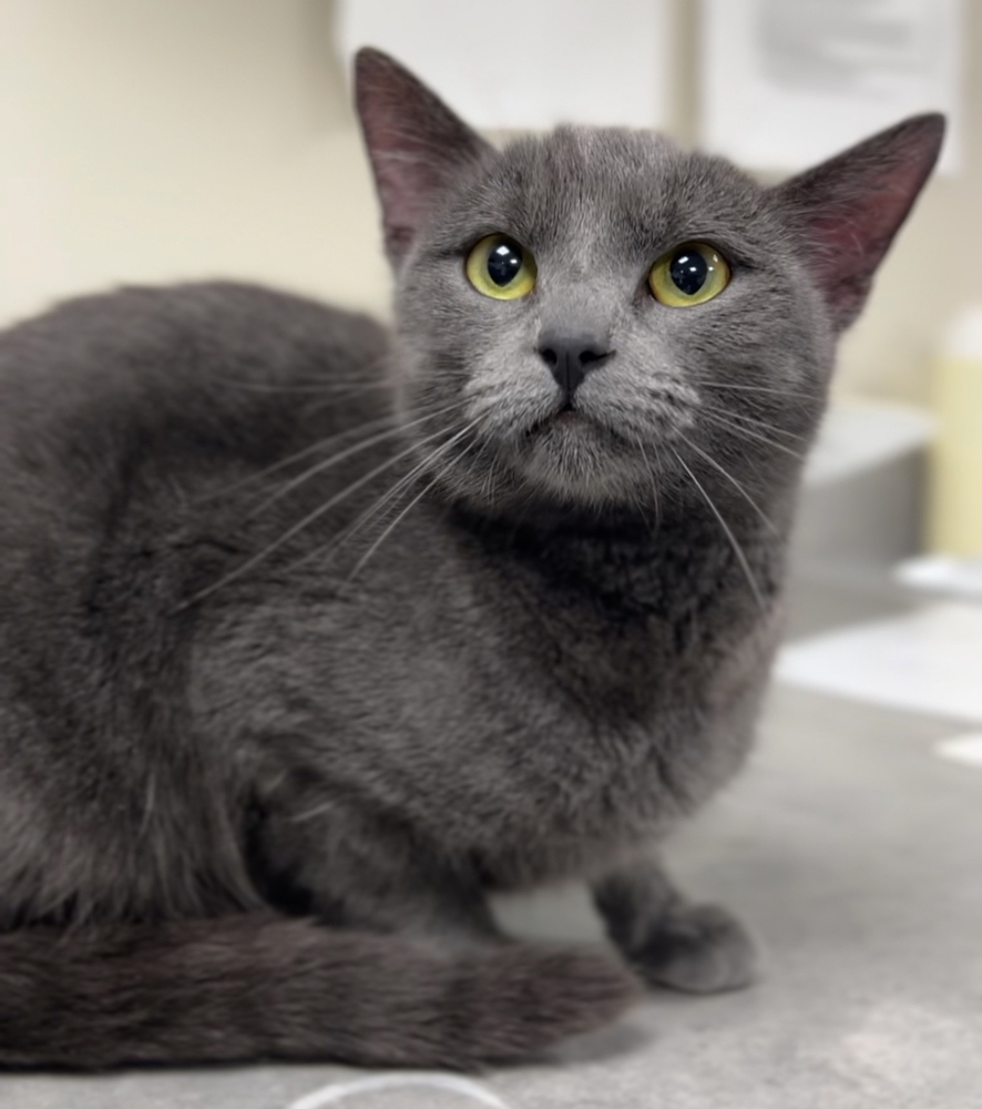 Kinx, an adoptable Domestic Short Hair in Bemidji, MN, 56601 | Photo Image 3