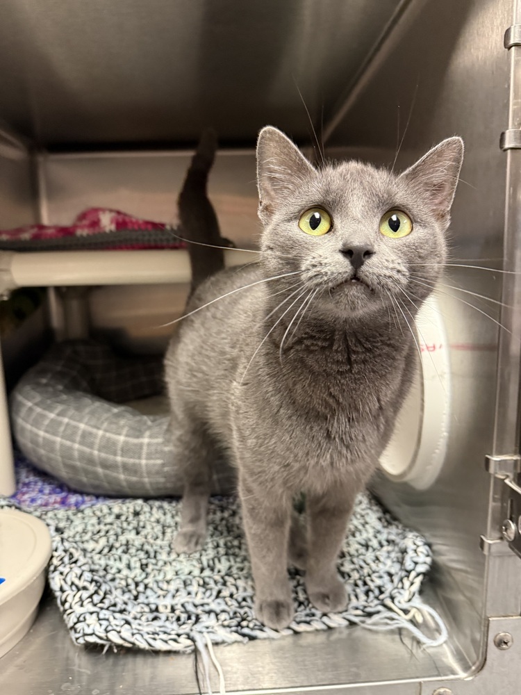 Kinx, an adoptable Domestic Short Hair in Bemidji, MN, 56601 | Photo Image 4