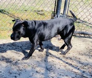 Fabio(HW+), Adult Male Pit Bull Terrier