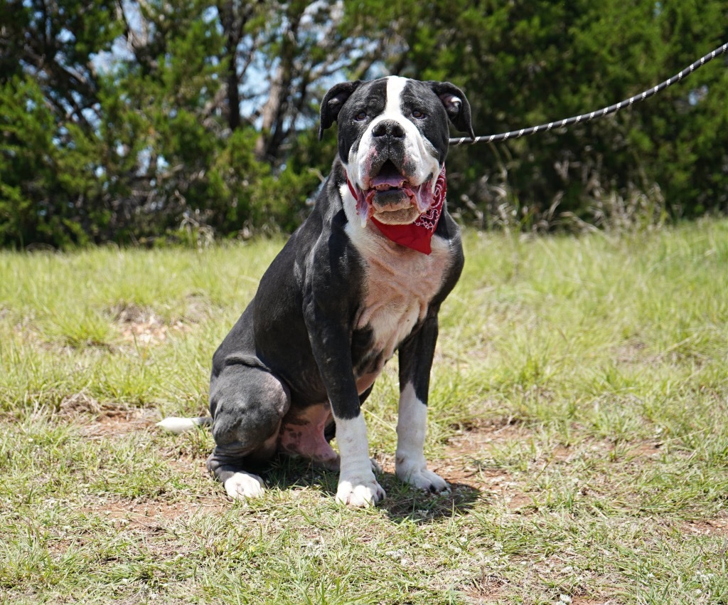 Big Boy/Maximus**