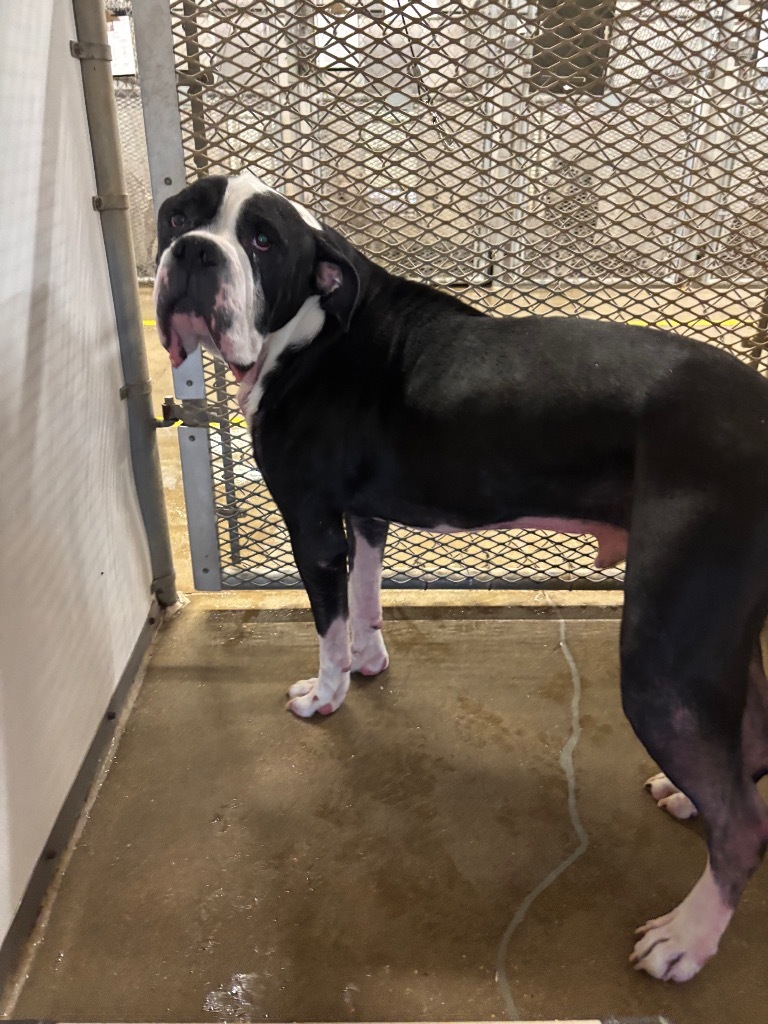 Big Boy/Maximus**