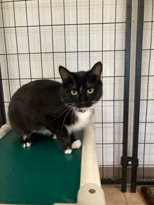 Avery 25, Young Female Domestic Short Hair