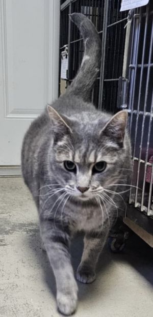AC Gus Gus, Senior Male Domestic Short Hair