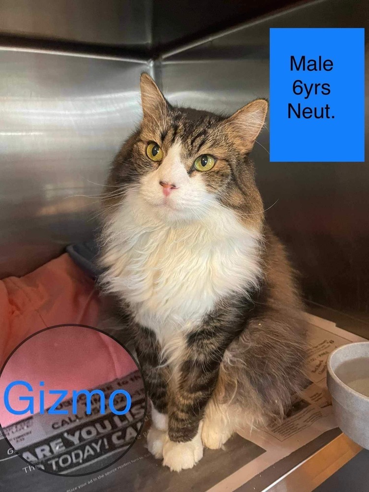 Gizmo