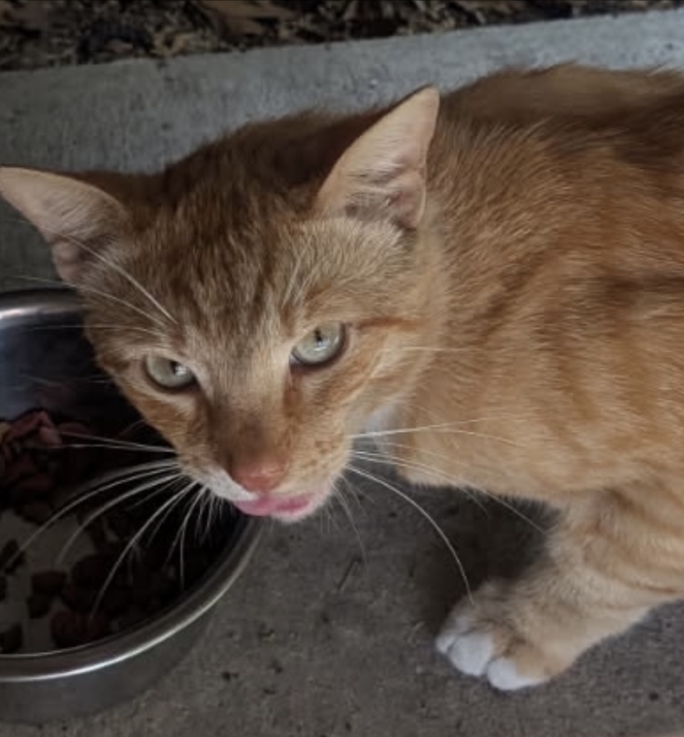 Ginger Kitty