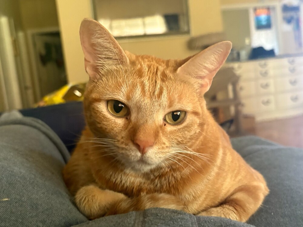 Willow