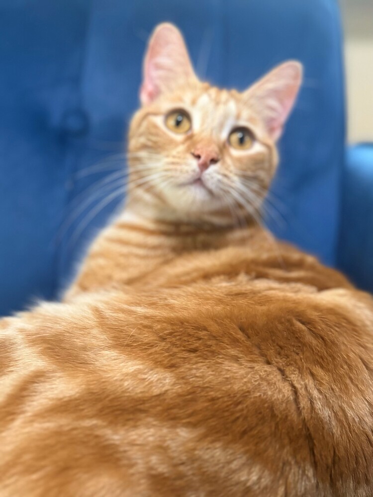 Wilbur