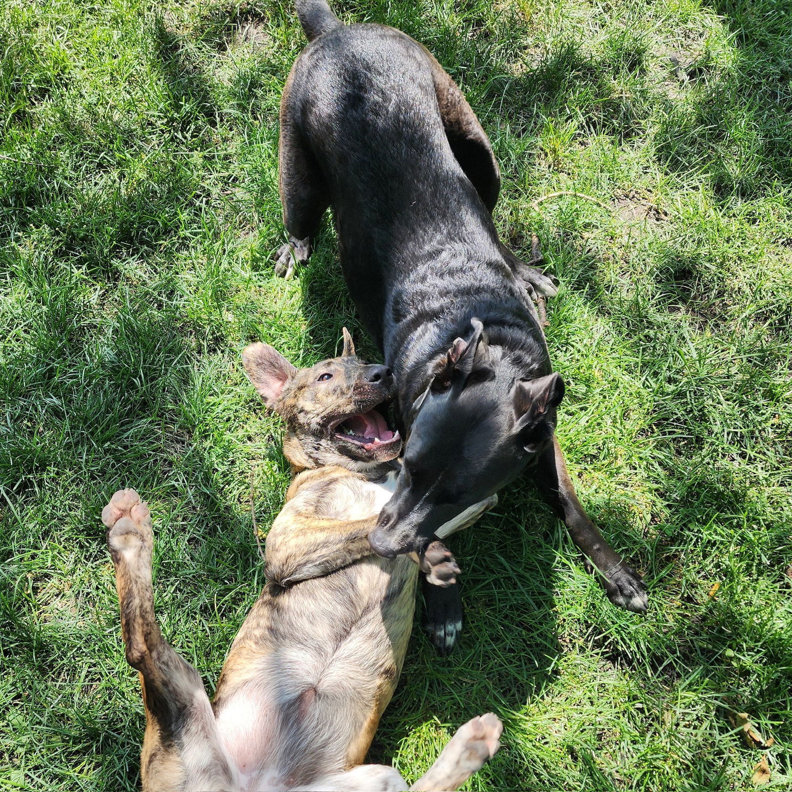 Pookie, an adoptable Pit Bull Terrier in Fargo, ND, 58103 | Photo Image 2