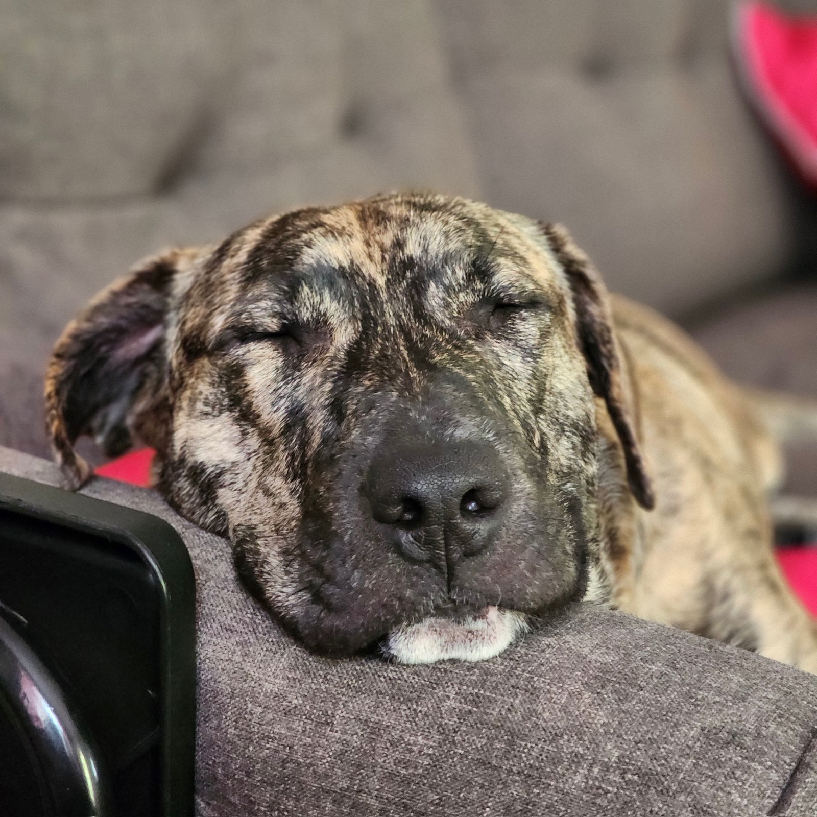 Pookie, an adoptable Pit Bull Terrier in Fargo, ND, 58103 | Photo Image 3