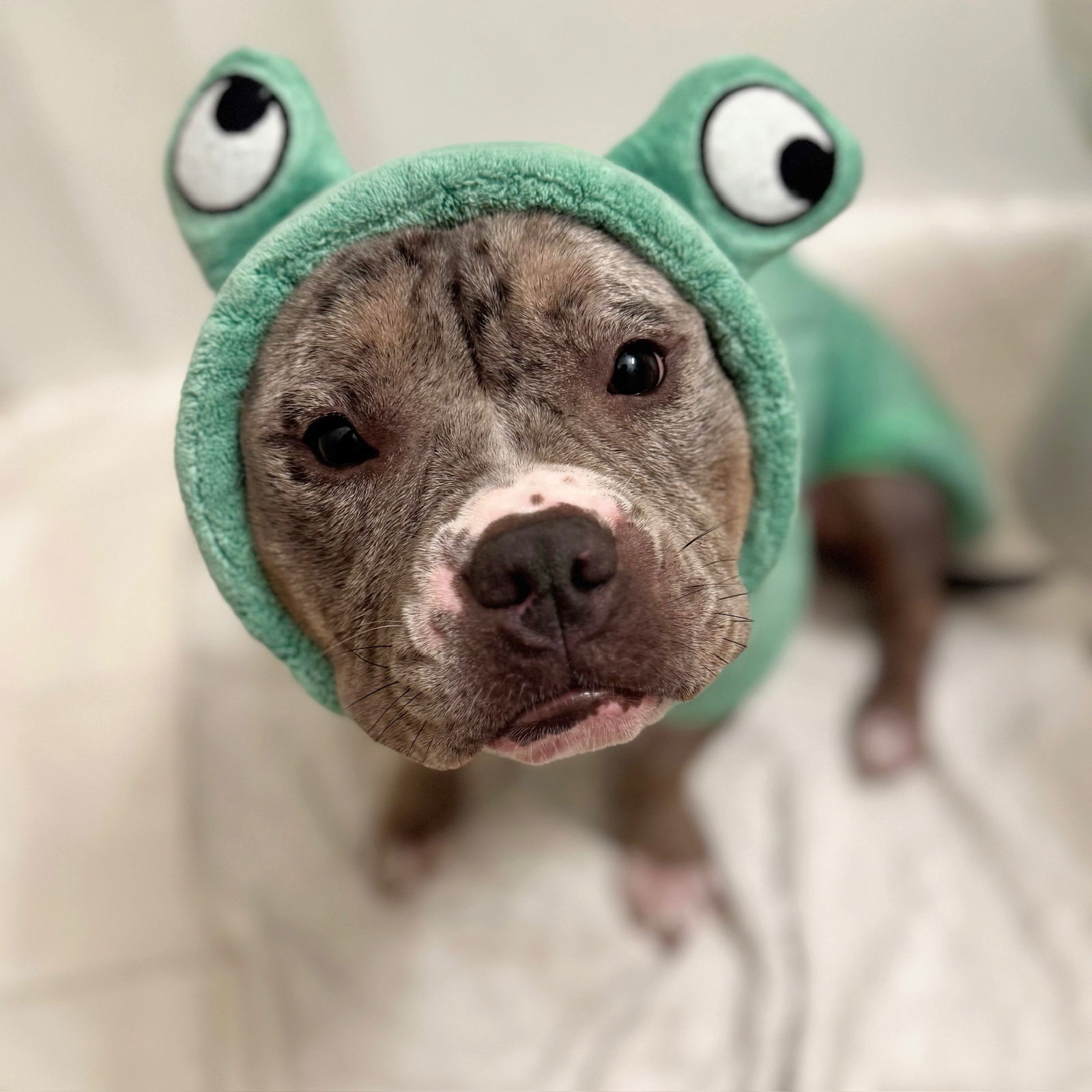 Laylah