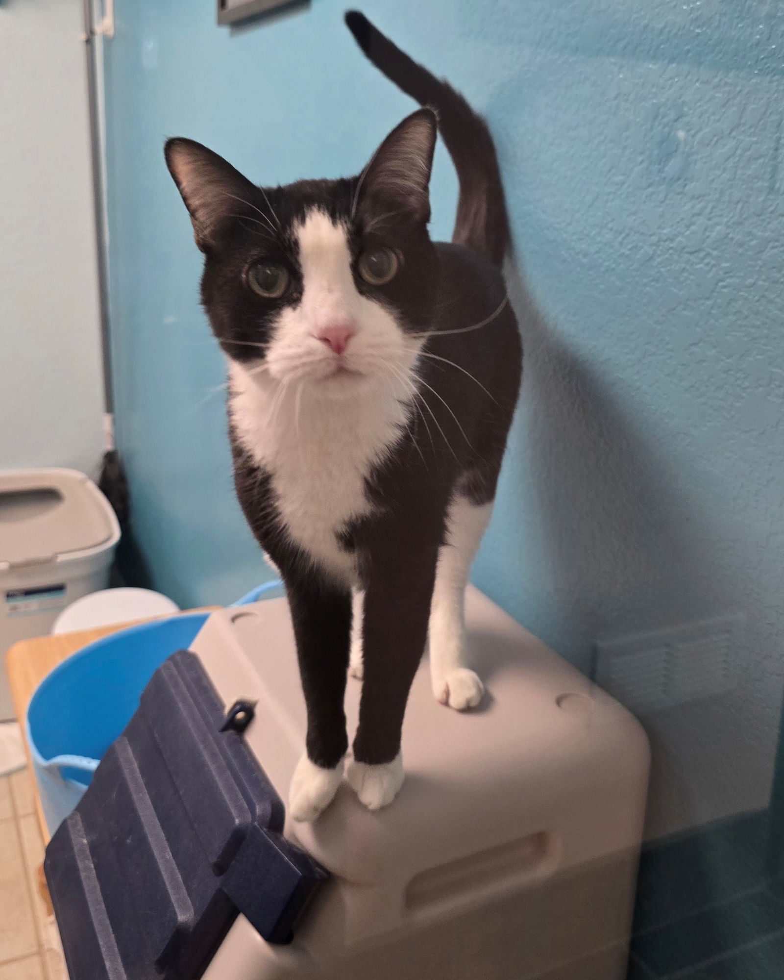 Oreo, an adoptable Domestic Short Hair in Evergreen, CO, 80437 | Photo Image 1