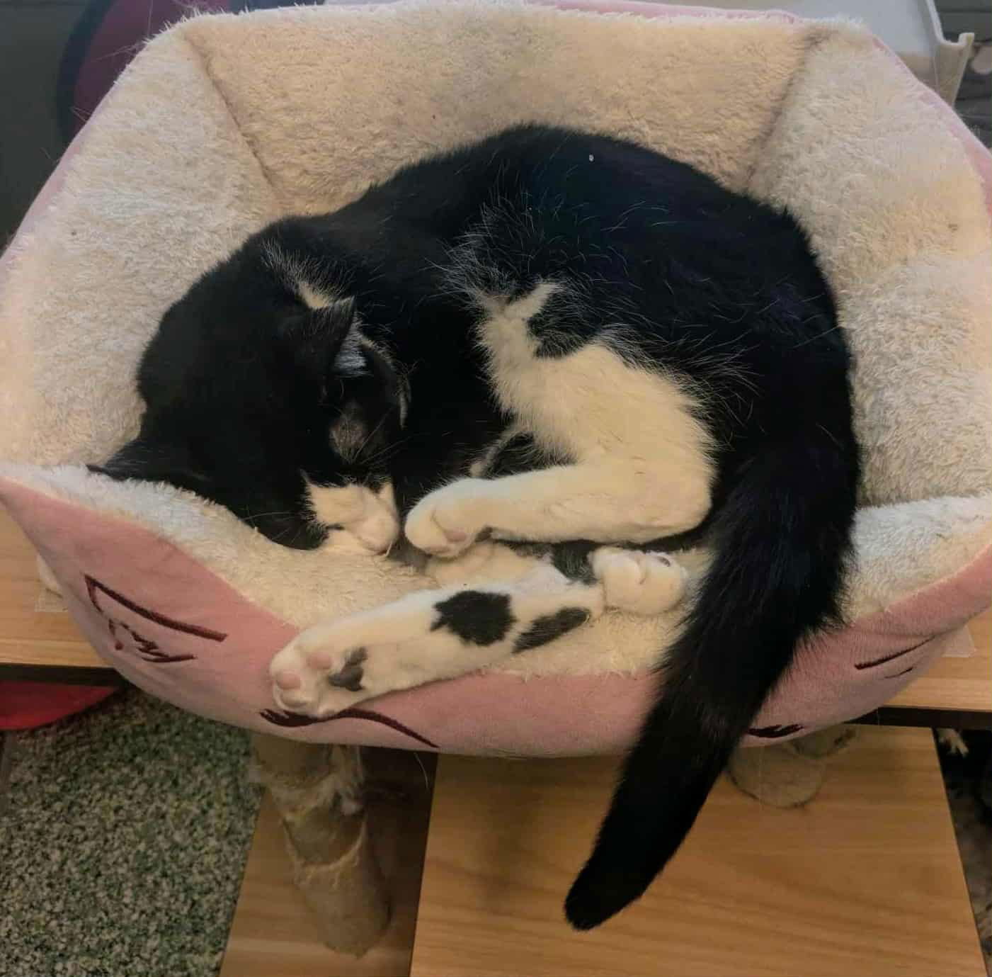 Oreo