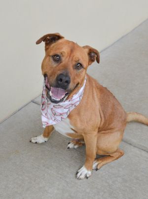 Jerry, Young Male American Staffordshire Terrier